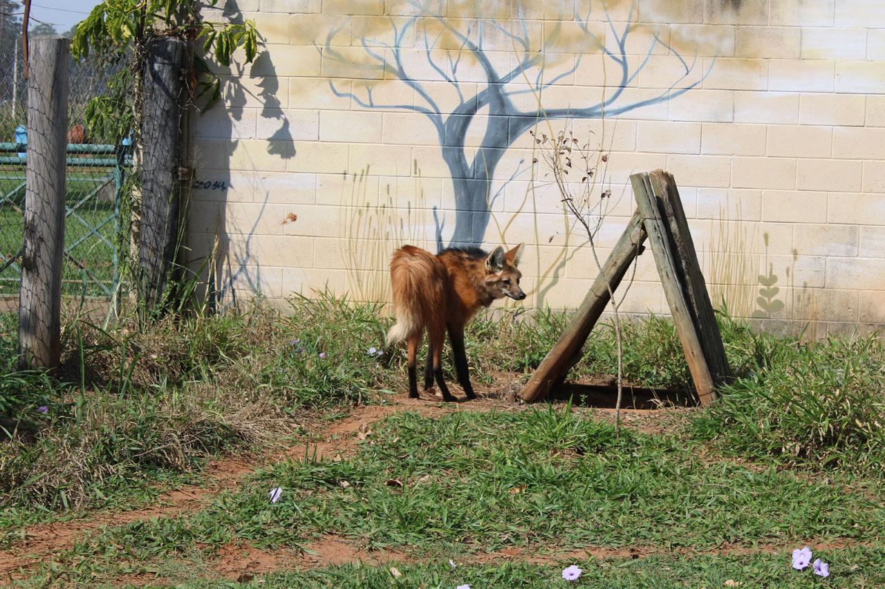 Zoo de Limeira volta a abrigar lobo-guará