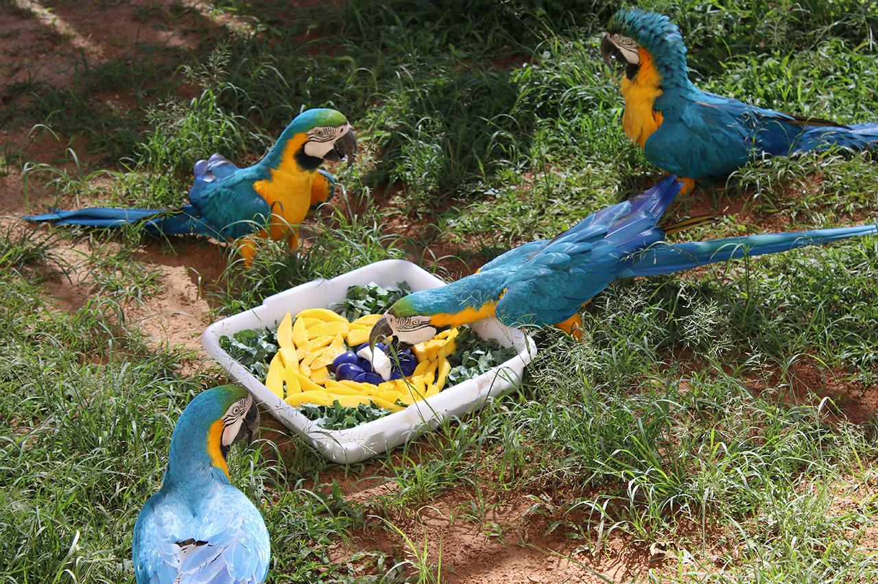 Zoológico de Limeira realiza enriquecimento ambiental temático