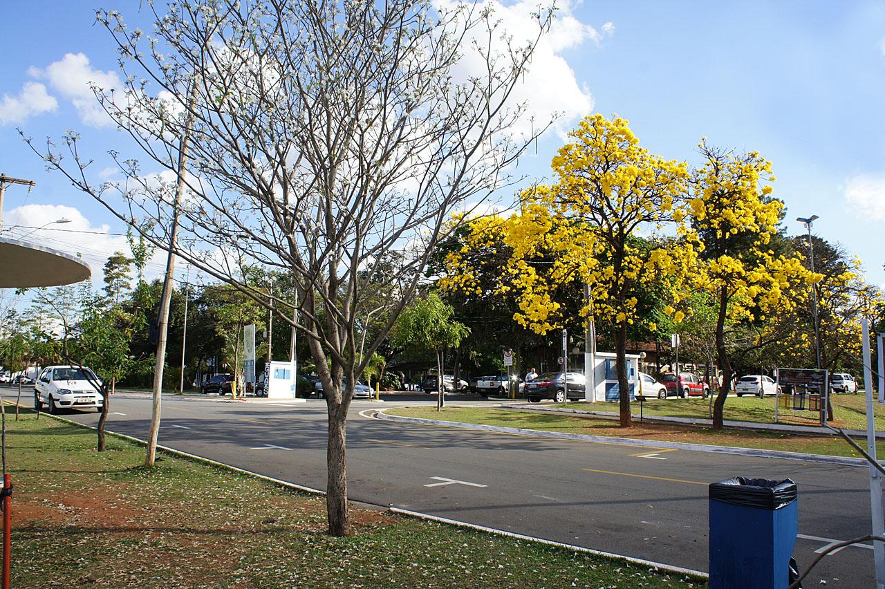 Florada de ipês dão novas cores ao Parque Cidade em Limeira