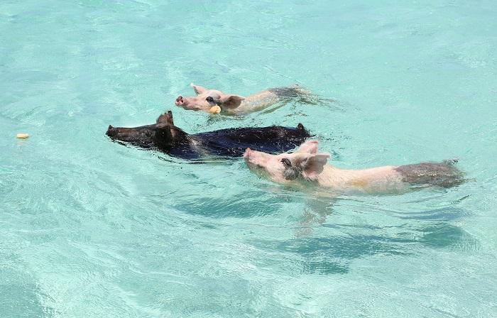Atração imperdível: Conheça os porcos nadadores das Bahamas
