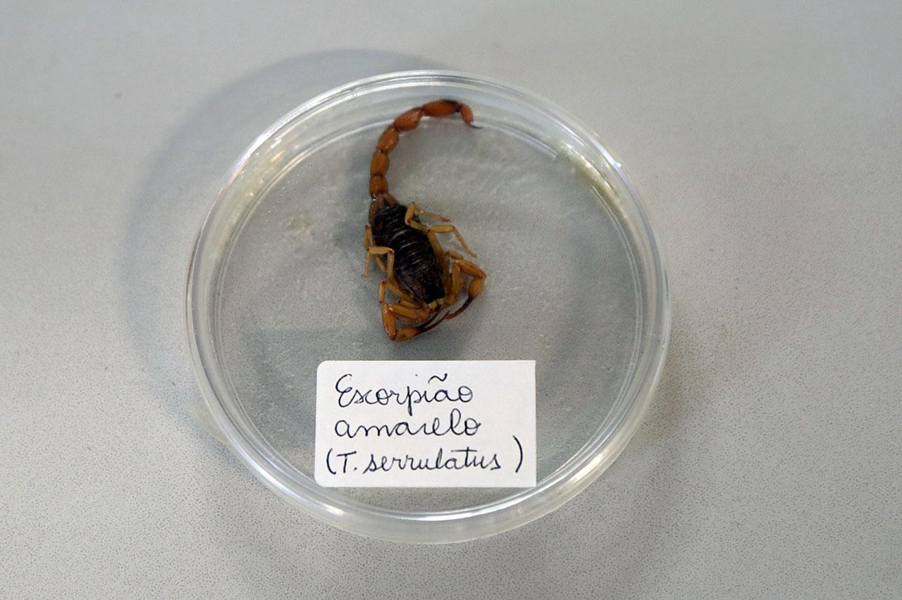Zoonoses de Limeira alerta sobre cuidados para evitar escorpiões
