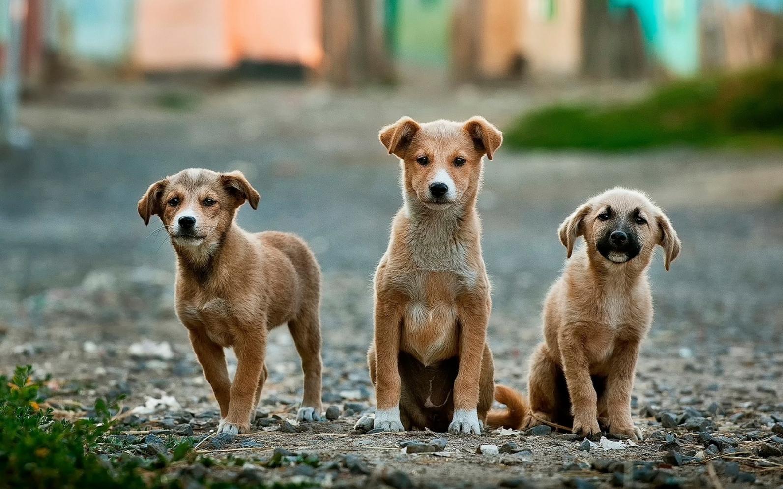 Feira de Adoção de Animais acontece neste sábado em Limeira
