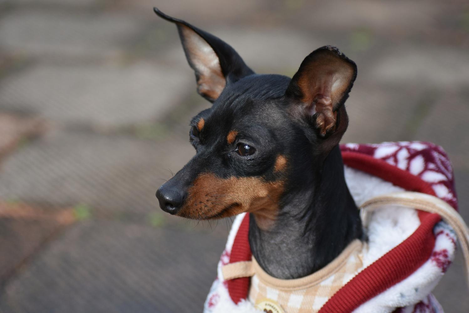 Governo de São Paulo regulamenta transporte de animais domésticos no Metrô, CPTM e EMTU