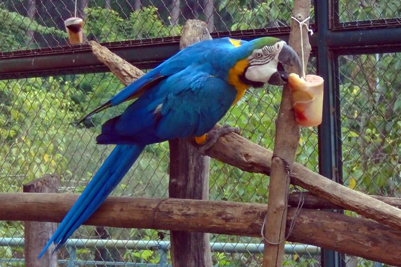 Animais do Zoo de Limeira recebem alimentação especial para enfrentar o calor