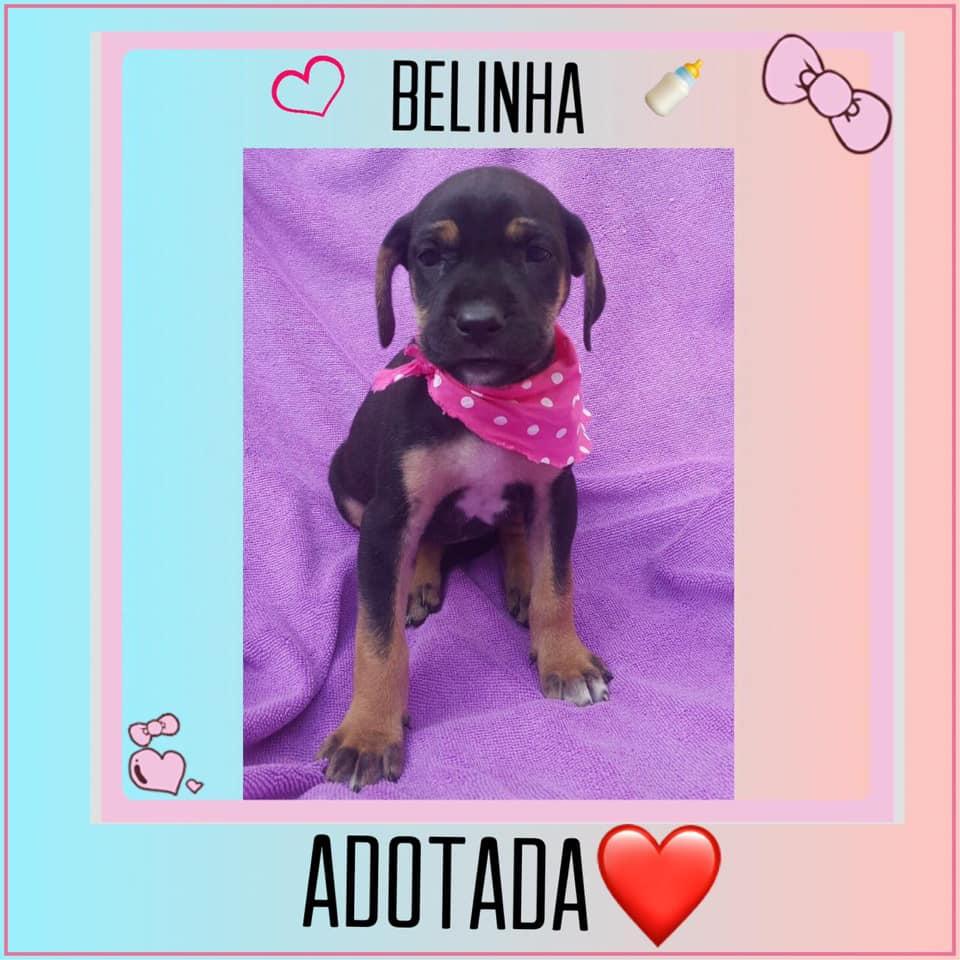 Prefeitura de Cordeirópolis promove campanha para adoção de animais abandonados