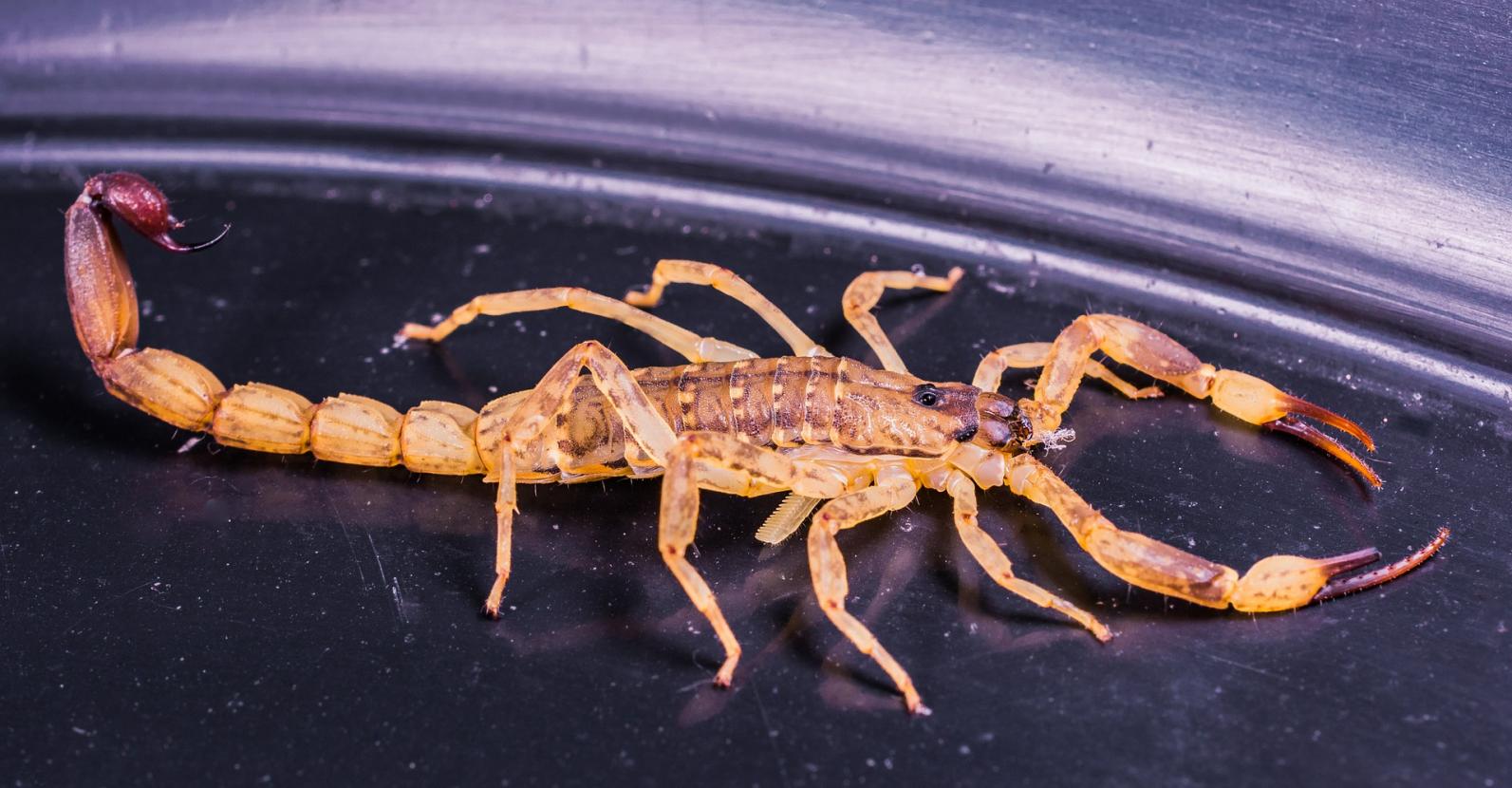 Ataques de escorpiões aumentam nas cidades