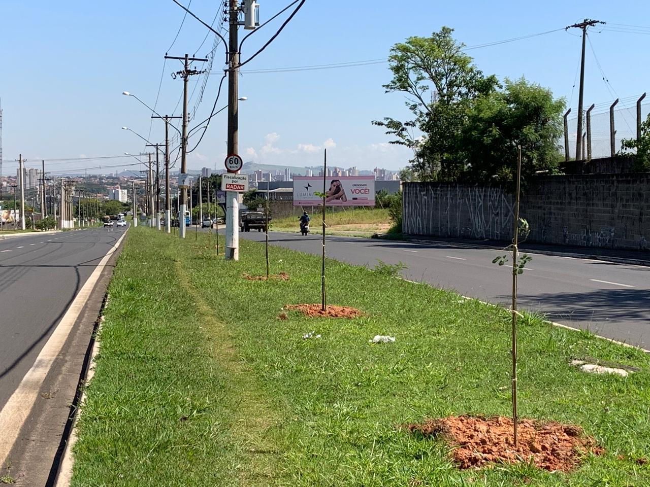 Av. Costa e Silva em Limeira recebe plantio de 34 ipês-amarelos