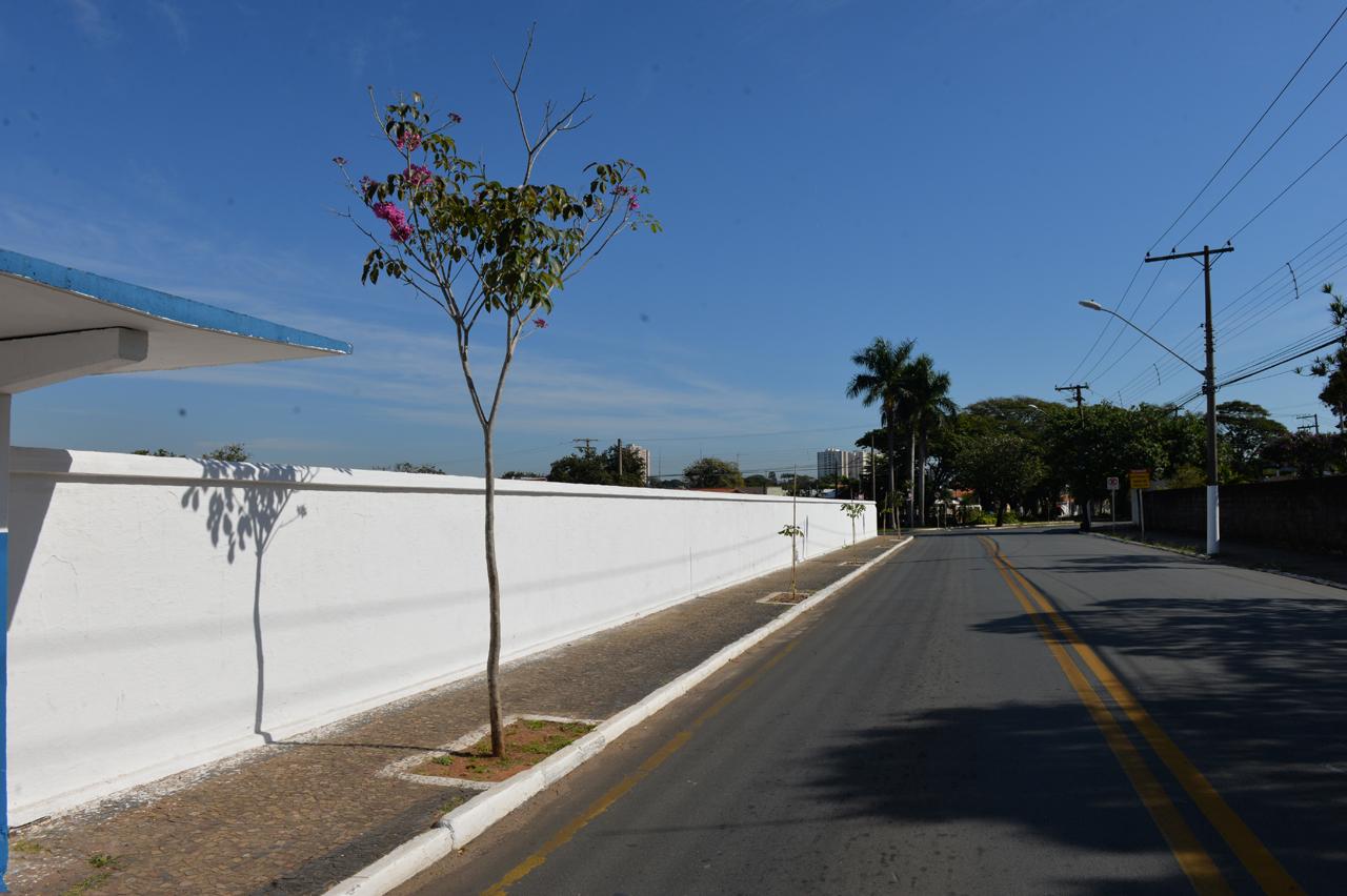 Floração de ipê-roxo embeleza calçada do Cemitério Saudades 2 em Limeira -  Portal Cordero Virtual