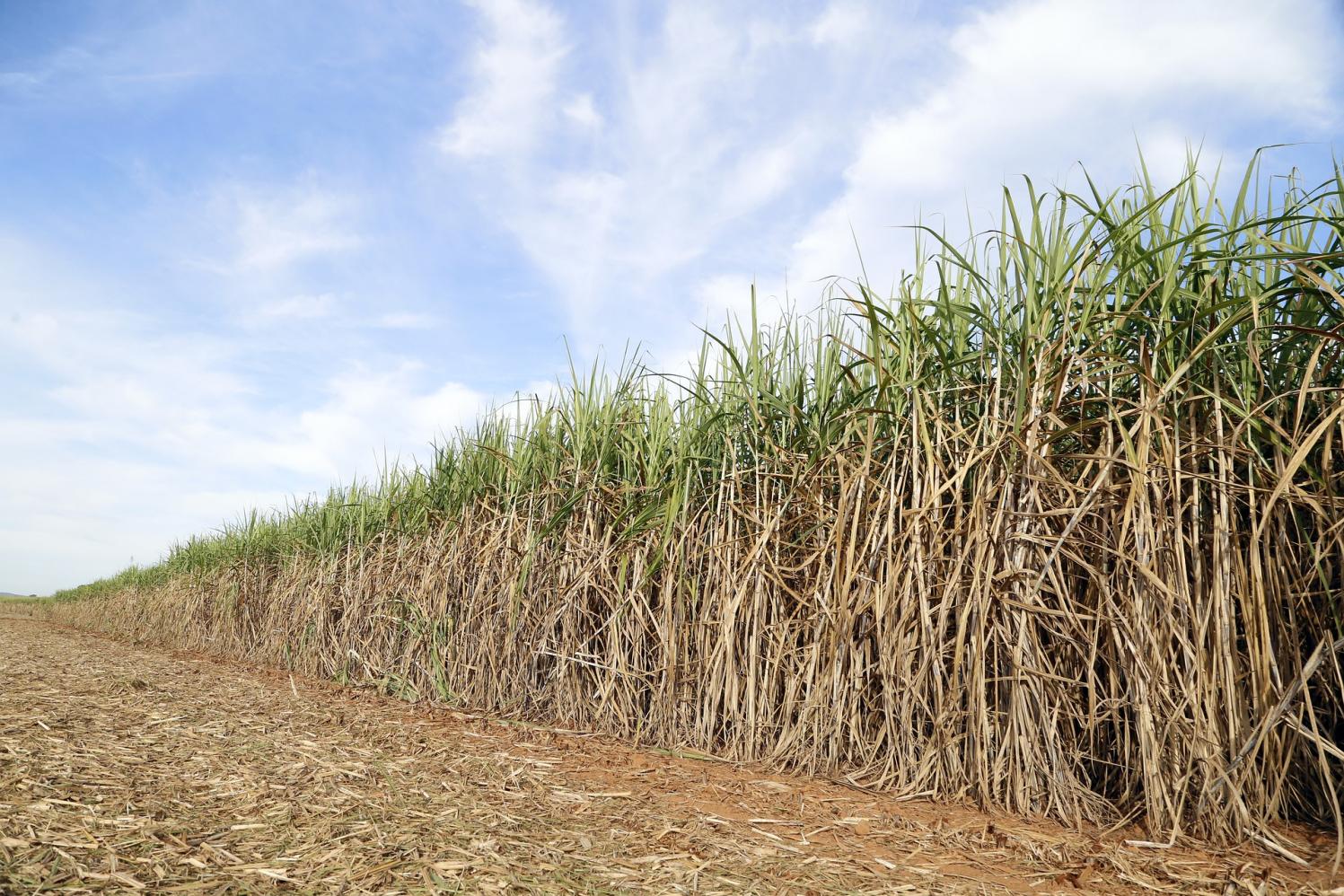 Preços agropecuários iniciam agosto em queda
