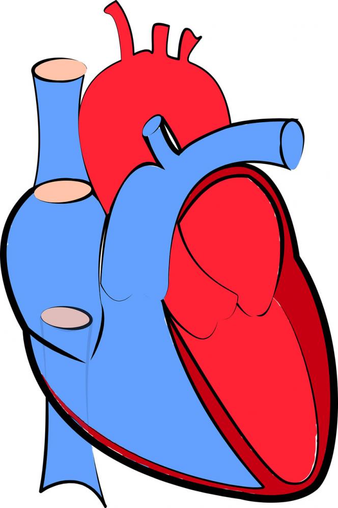 Idade das artérias pode refletir em doenças cardiovasculares