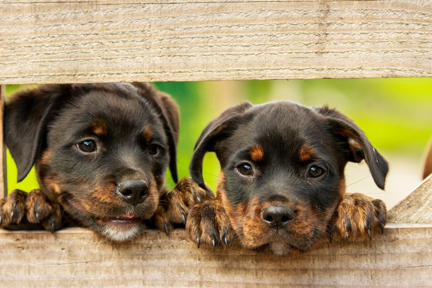 Último evento de adoção de animais do ano ocorre sábado, no Canil em Limeira