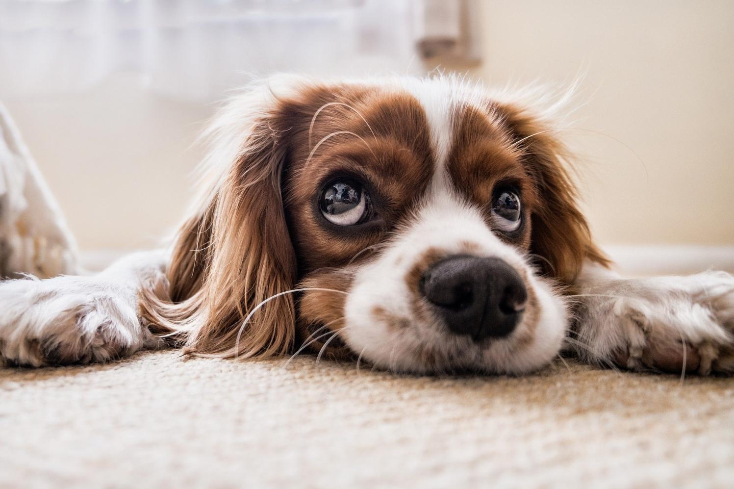Fim do relacionamento: quem fica com o animal de estimação?