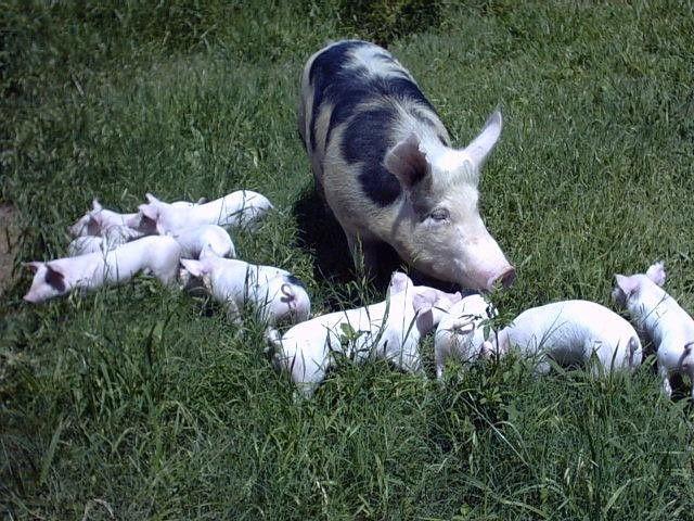 Secretaria de Agricultura e Abastecimento esclarece que coronavírus que acomete suínos é diferente do Covid-19