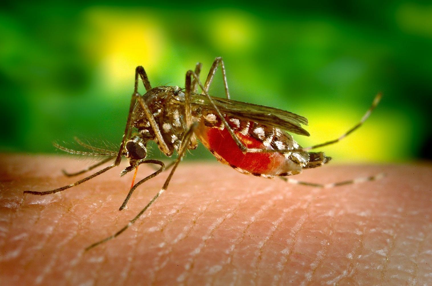 Velha conhecida da população, dengue também é uma preocupação!
