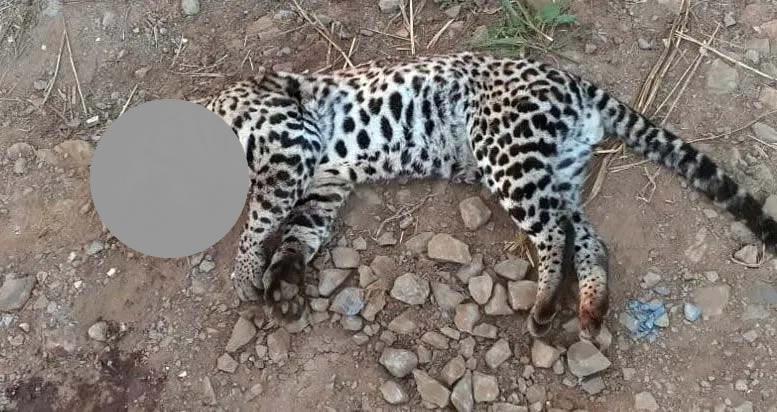 Jaguatirica é encontrada morta em rodovia Limeira-Cordeirópolis