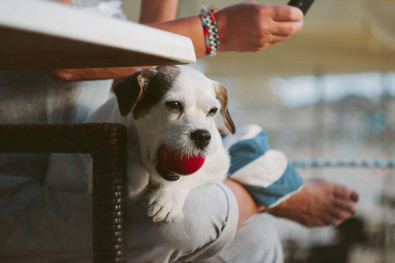 Tutores de pets precisam estar atentos aos cuidados básicos com ou sem isolamento social