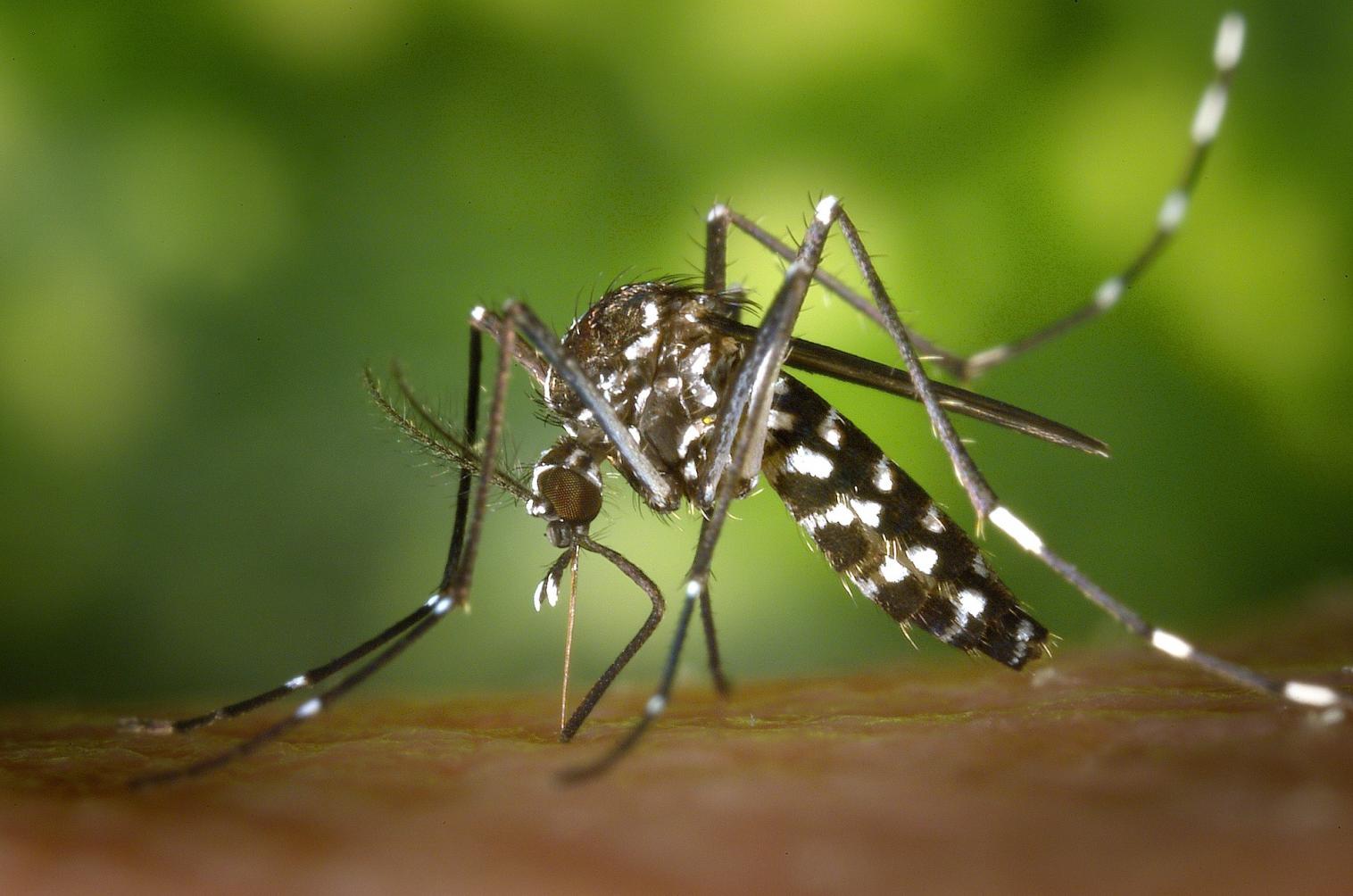 Mutirão contra dengue visita 3.447 imóveis em Limeira