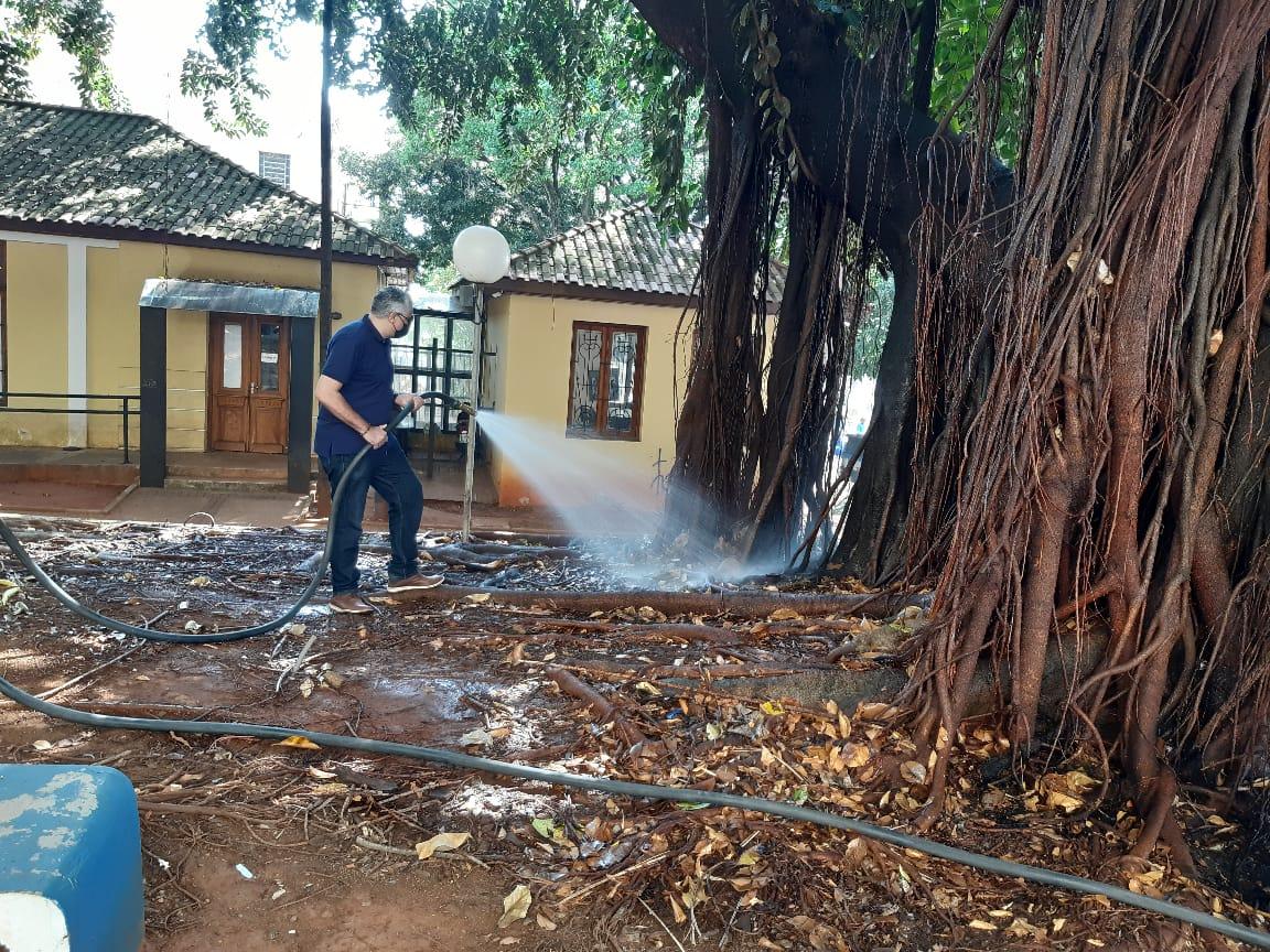Meio Ambiente faz trabalho intenso para tentar salvar figueira centenária