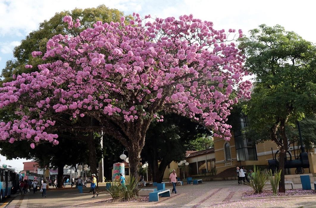 Gestão ambiental impactou positivamente a vida dos limeirenses