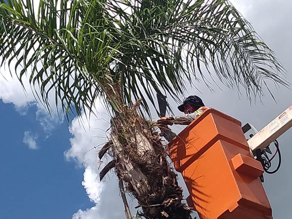 Prefeitura de Cordeirópolis realiza poda de coqueiros na Avenida Presidente Vargas
