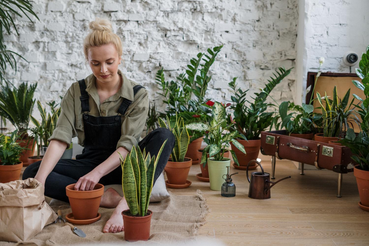 Setor de flores em vasos cresceu em 2020