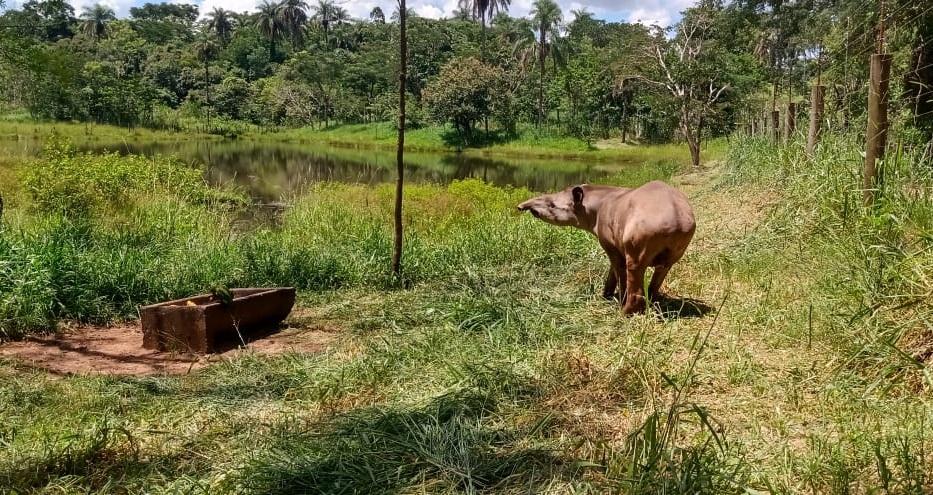 Filhotes de antas do Zoo de Limeira é introduzido na natureza