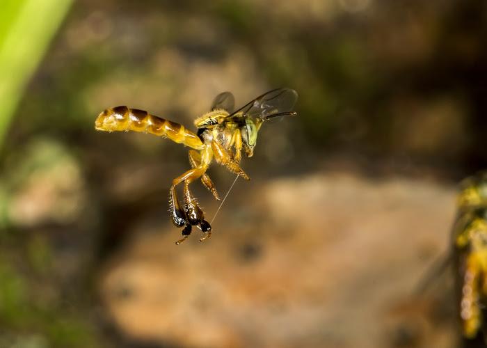 SP regulamenta criação de abelhas nativas sem ferrão