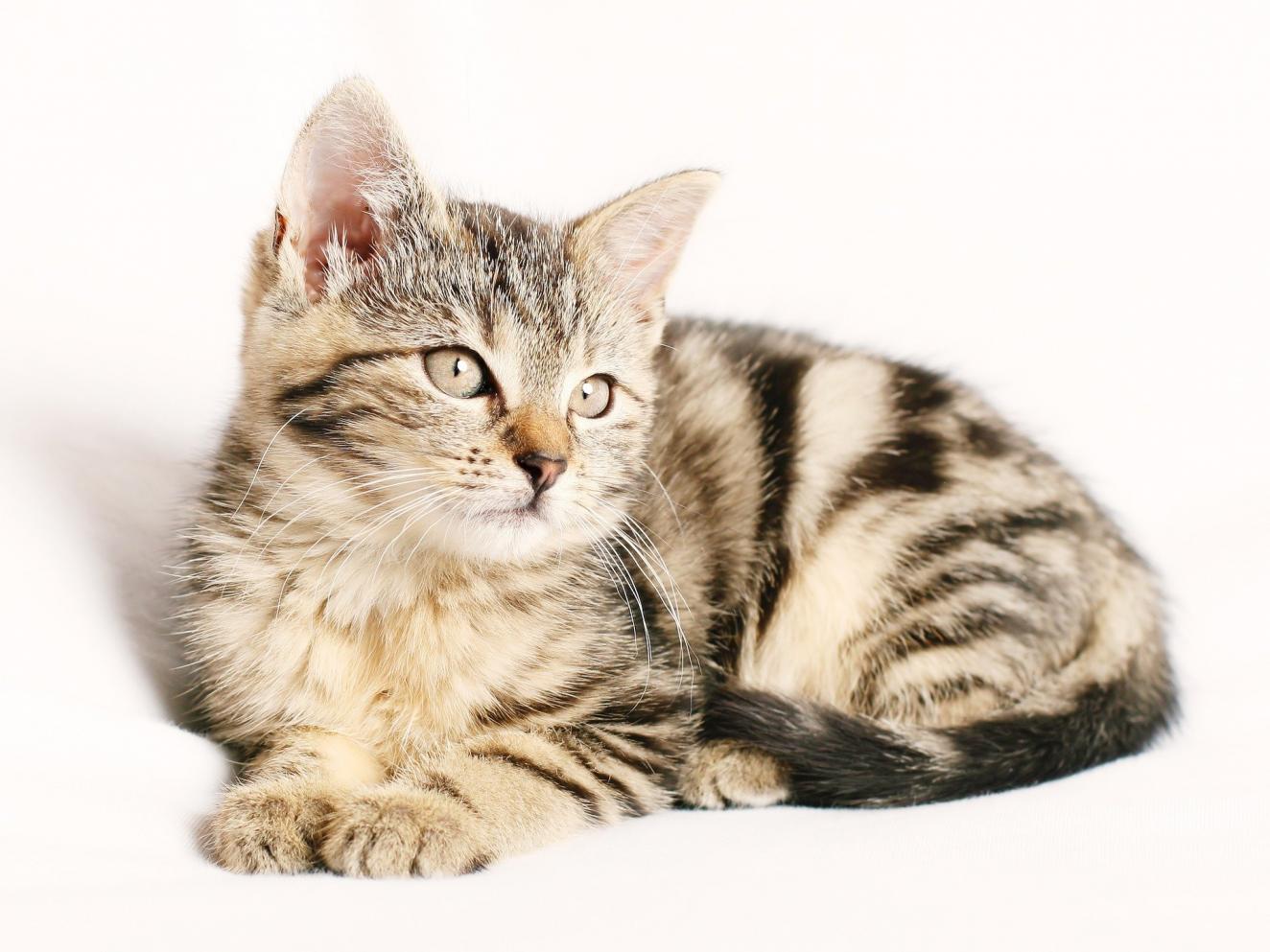 Cinco mitos e verdades sobre a saúde dos felinos