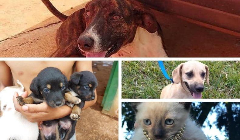 Conheça esses novos amiguinhos em busca de uma família