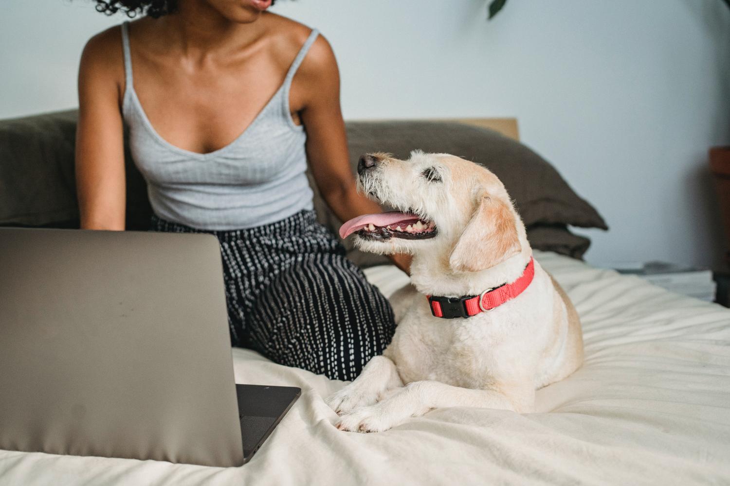 Veterinário dá dicas importantes de como cuidar de cães e gatos com a continuação do isolamento social
