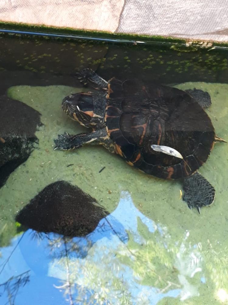 Cativeiro irregular de tartarugas-tigre é identificado pelo Pelotão Ambiental