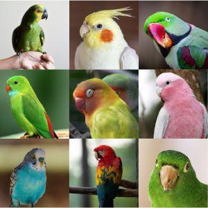 11 dicas para ter aves pet