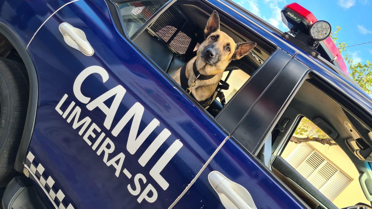 Com apoio da cadela Zafira, GCM detém suspeito de tráfico de drogas em Limeira
