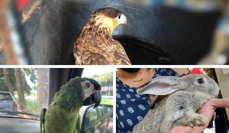 Pelotão Ambiental de Cordeirópolis é destaque no combate a crimes ambientais e proteção aos animais