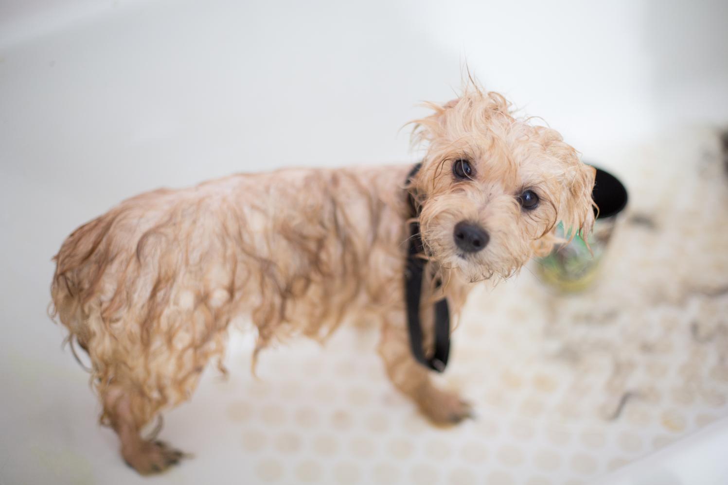 Faz mal dar banho no pet em dias de muito frio?