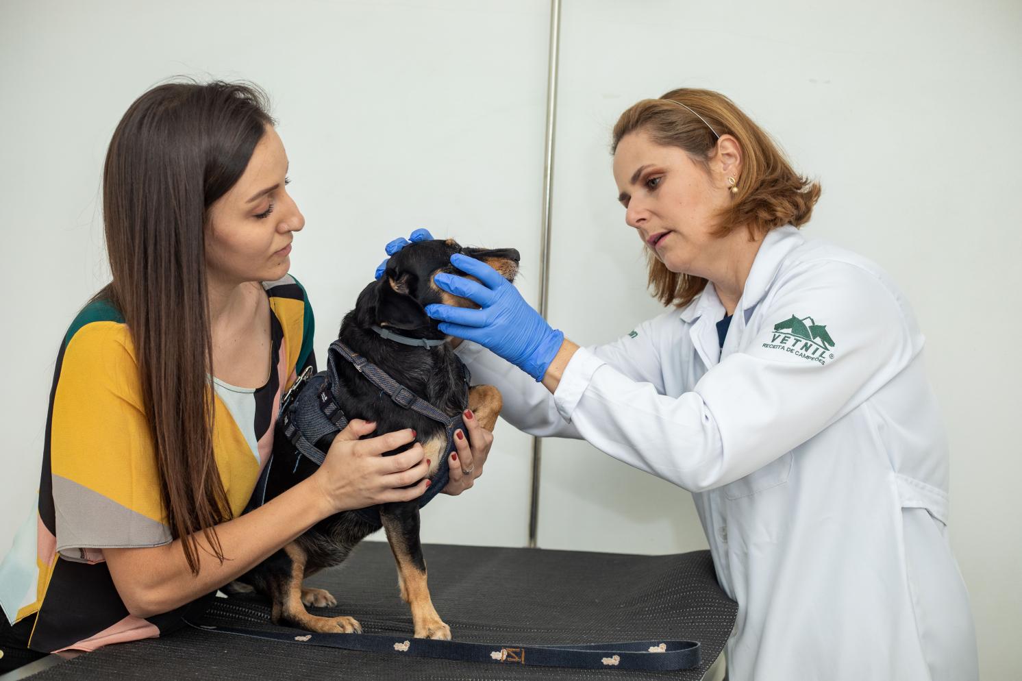Mau hálito no pet não é normal e exige cuidados