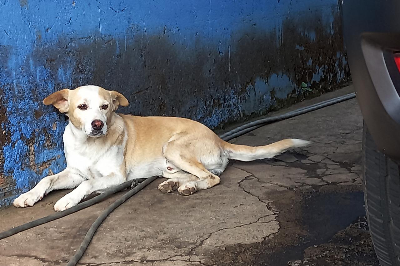 Testemunha da inauguração de alça do viaduto, cão é reconhecido pelo dono e volta para casa