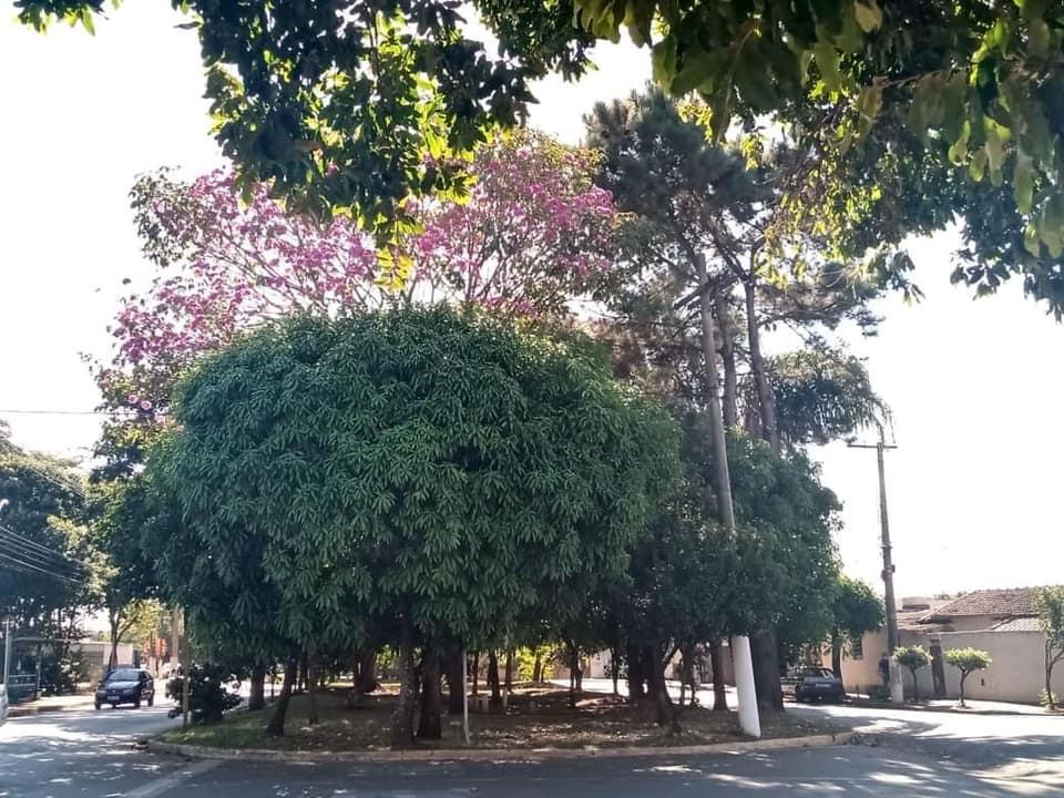 Você conhece a Floresta Urbana de Cordeirópolis?