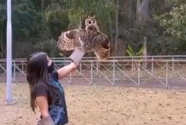 Após recuperação no Zoo, aves são devolvidas à natureza