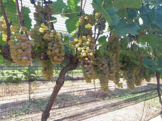 IAC lança cultivar de uva fina para vinho branco