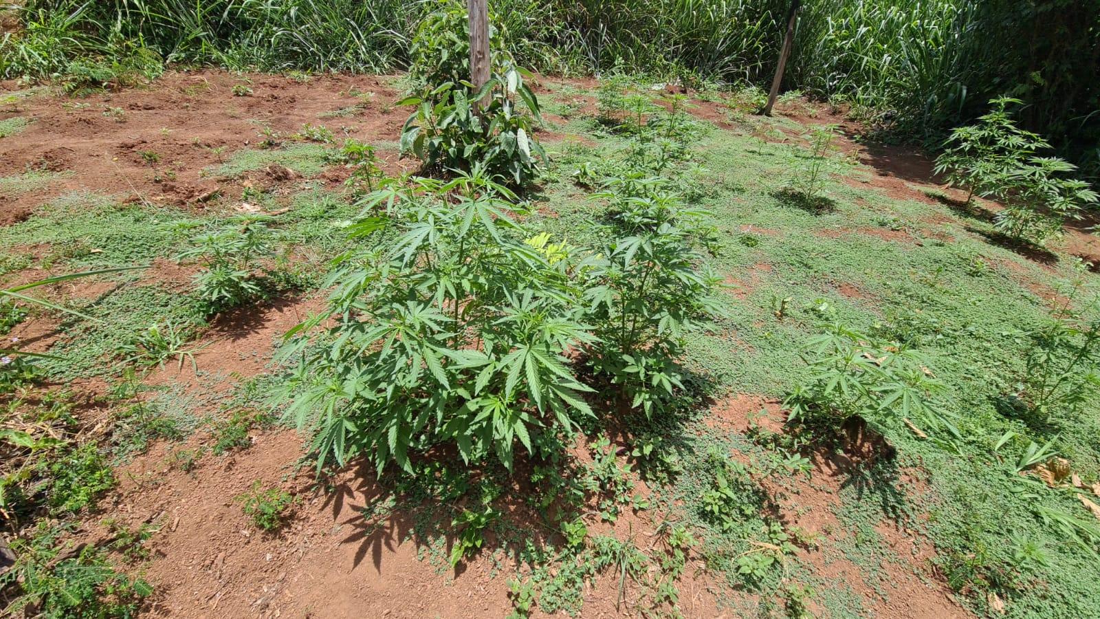 Guarda Civil Municipal localiza plantio de maconha em Limeira