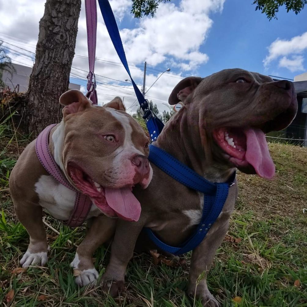 Cinco dicas valiosas para proteger seu pet do barulho nas festas de fim de ano