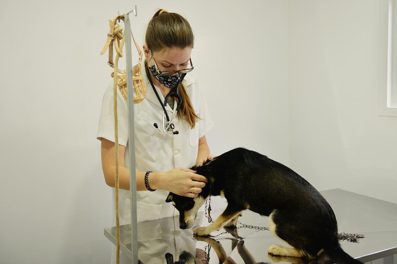 Programa Bem-Estar Animal atende 130 animais no Bairro Geada em Limeira