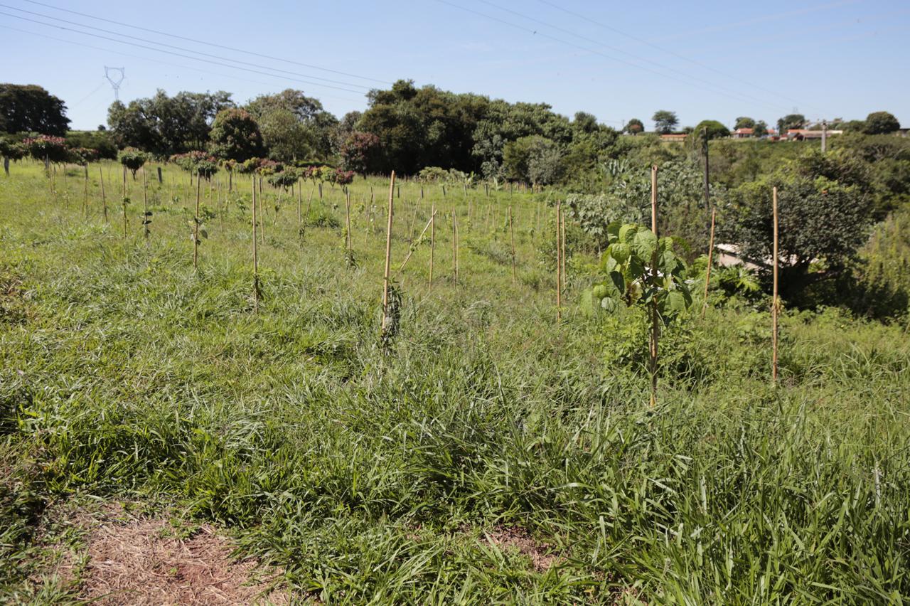 Parceria possibilita plantio de 690 árvores próximo a nascente na área rural de Limeira