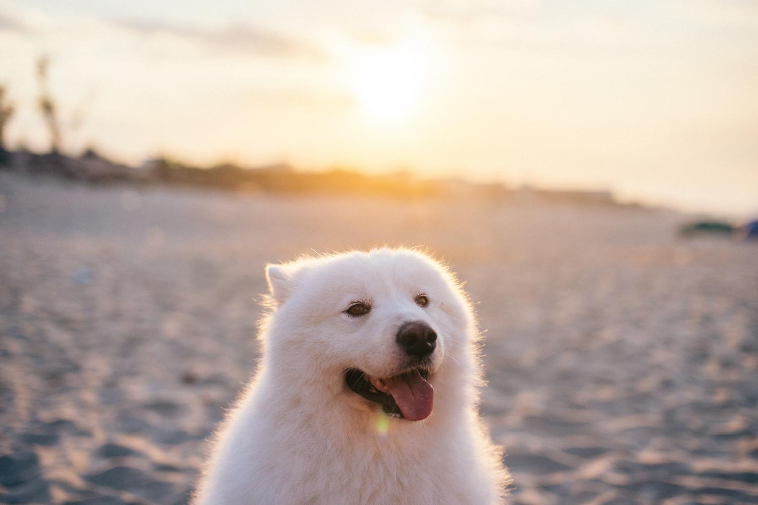 Pets também sentem calor