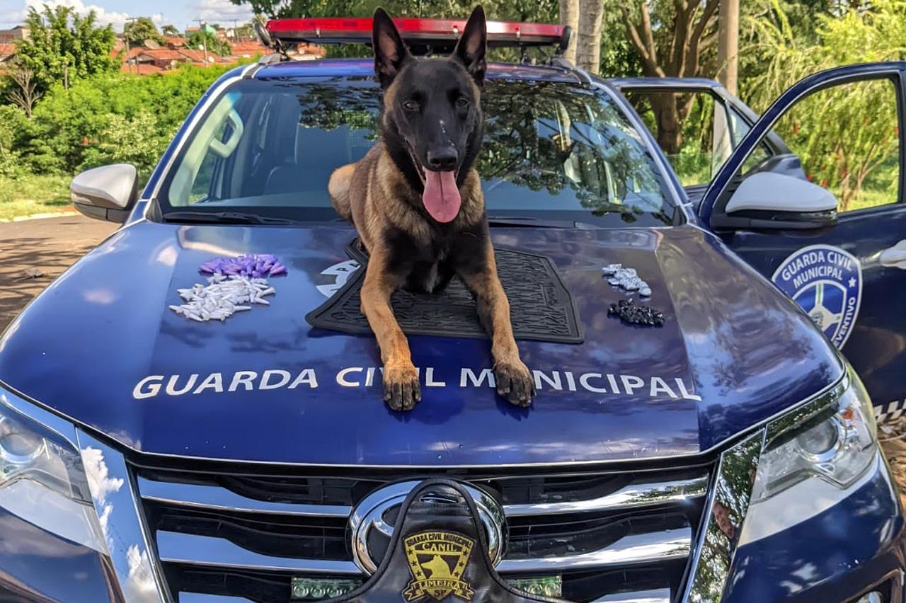 Cão Bono localiza drogas em área verde do Jardim São Francisco em Limeira
