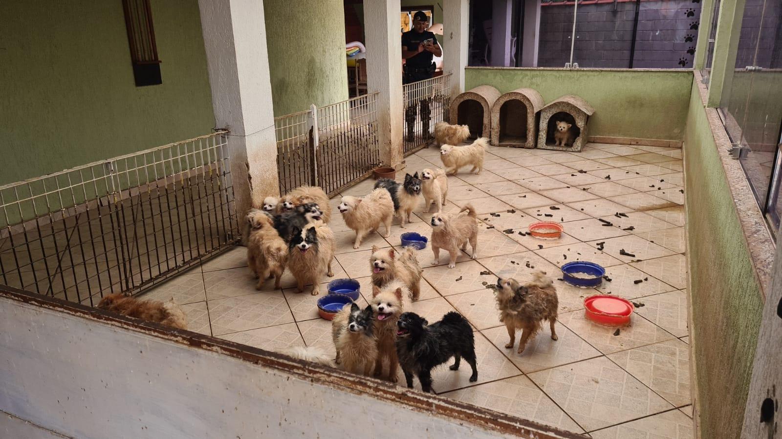 Operação conjunta resgata mais de 130 cães em situação de maus-tratos em Limeira
