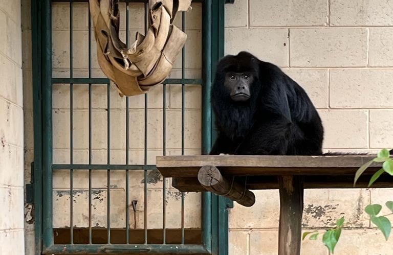 Zoo de Limeira recebe um bugio macho