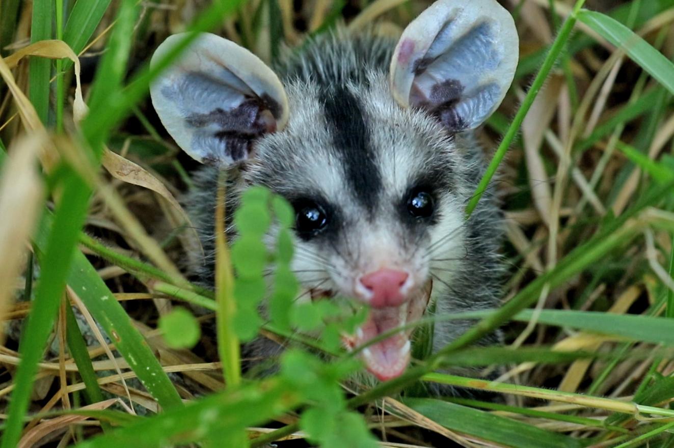 Gambás são soltos na natureza após cuidados veterinários
