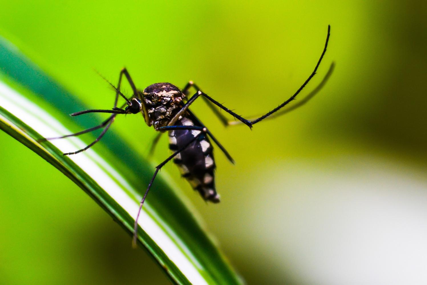 Número de casos de dengue continua subindo em Cordeirópolis